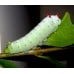 Cherry Moth promethea 10 larvae